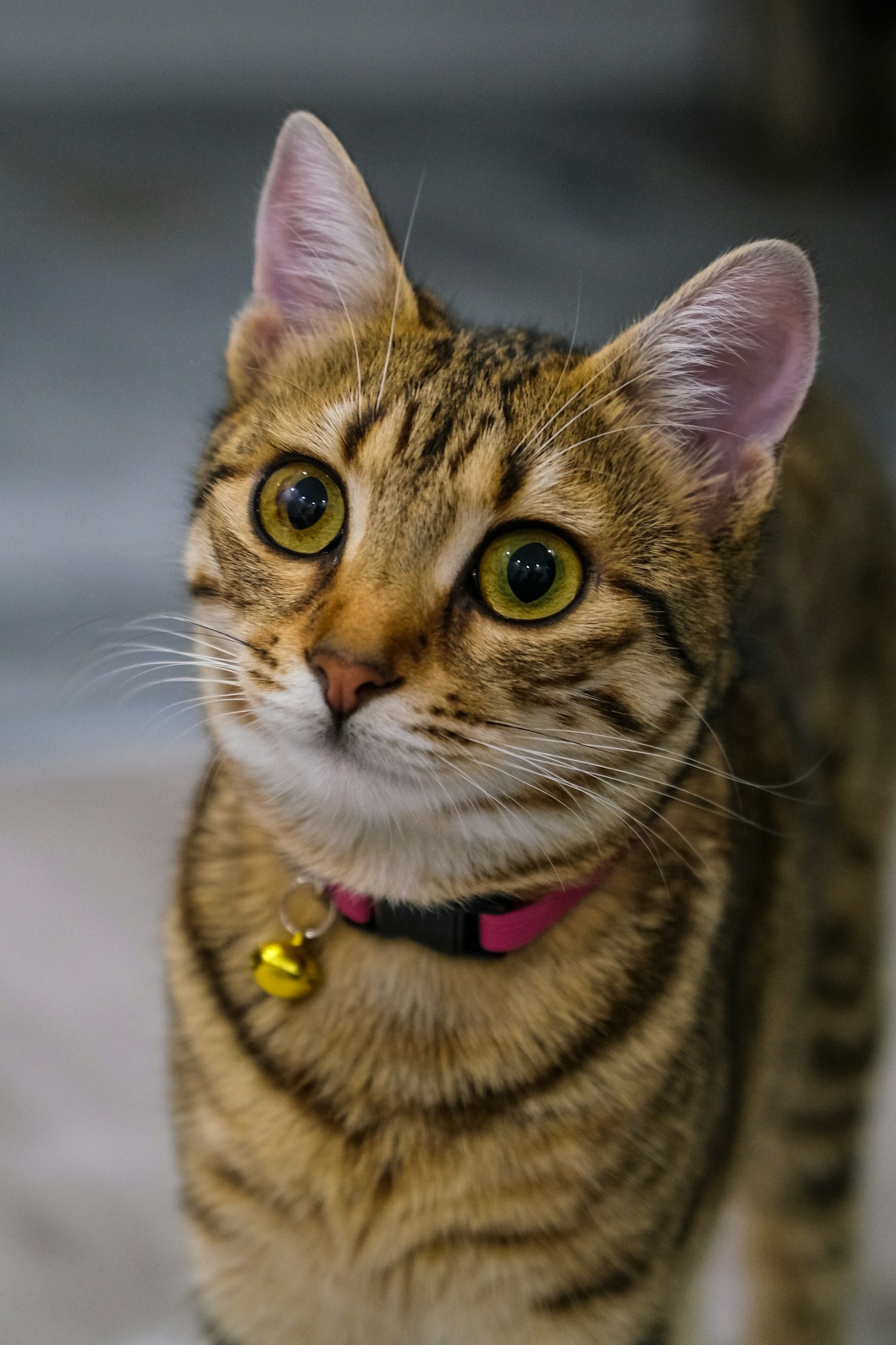 How Cats Inspire Our Daily Humor